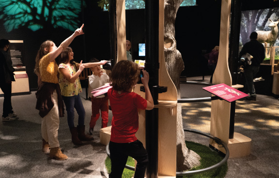 A child looks in a periscope while other children point at a tree exhibit.