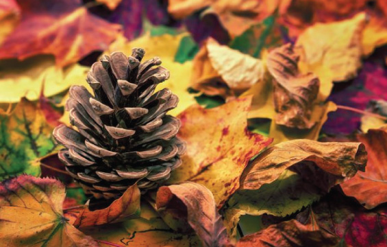 A pinecone on the ground surrounded by fallen leaves.