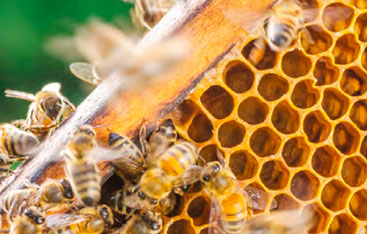 Bees working on a honeycomb.