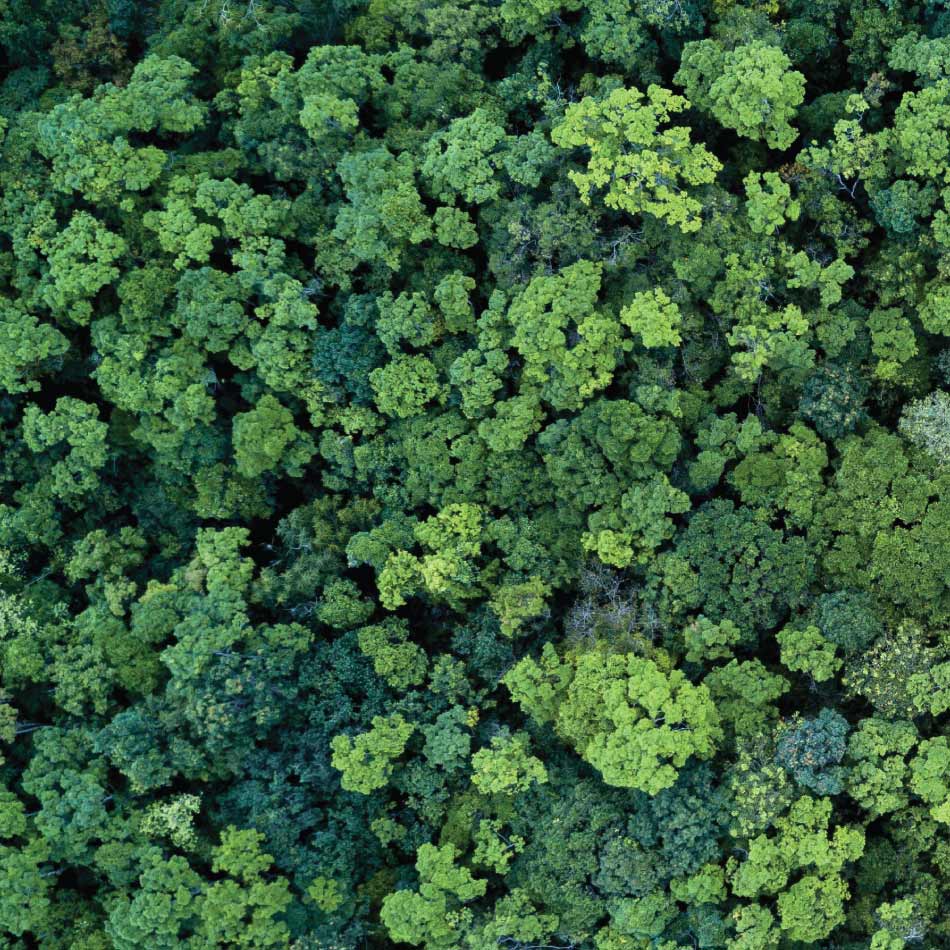 An aerial photograph of a forest, showing lush, green treetops.