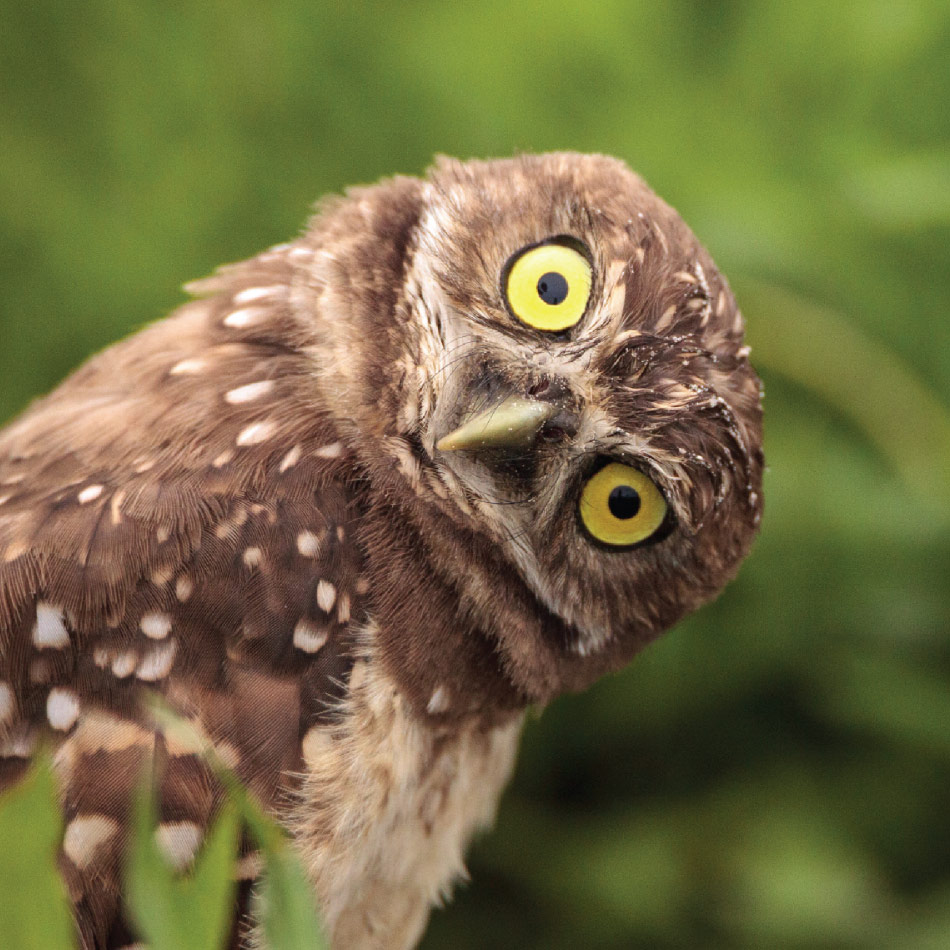 An owl tilts its head sideways.