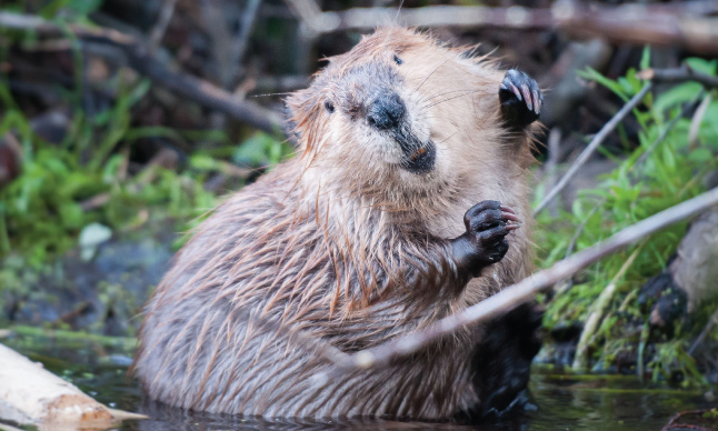 A beaver sits in a swamp.