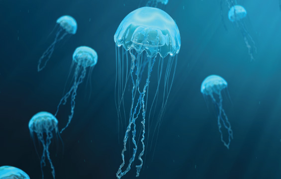 Several jellyfish of the same species swimming in the ocean.