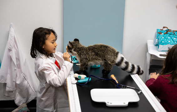 A young girl doctor playing with the raccoon stuff toy.