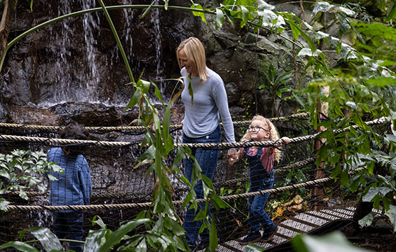 A woman and two children cross the bridge in the Science Centre's rain forest.