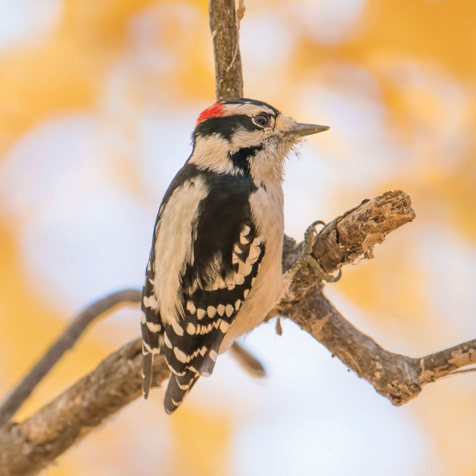 A woodpecker in a tree.