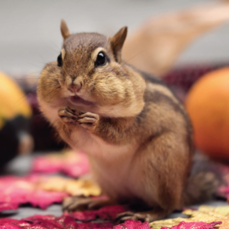 A chipmunk with its cheeks full of food.