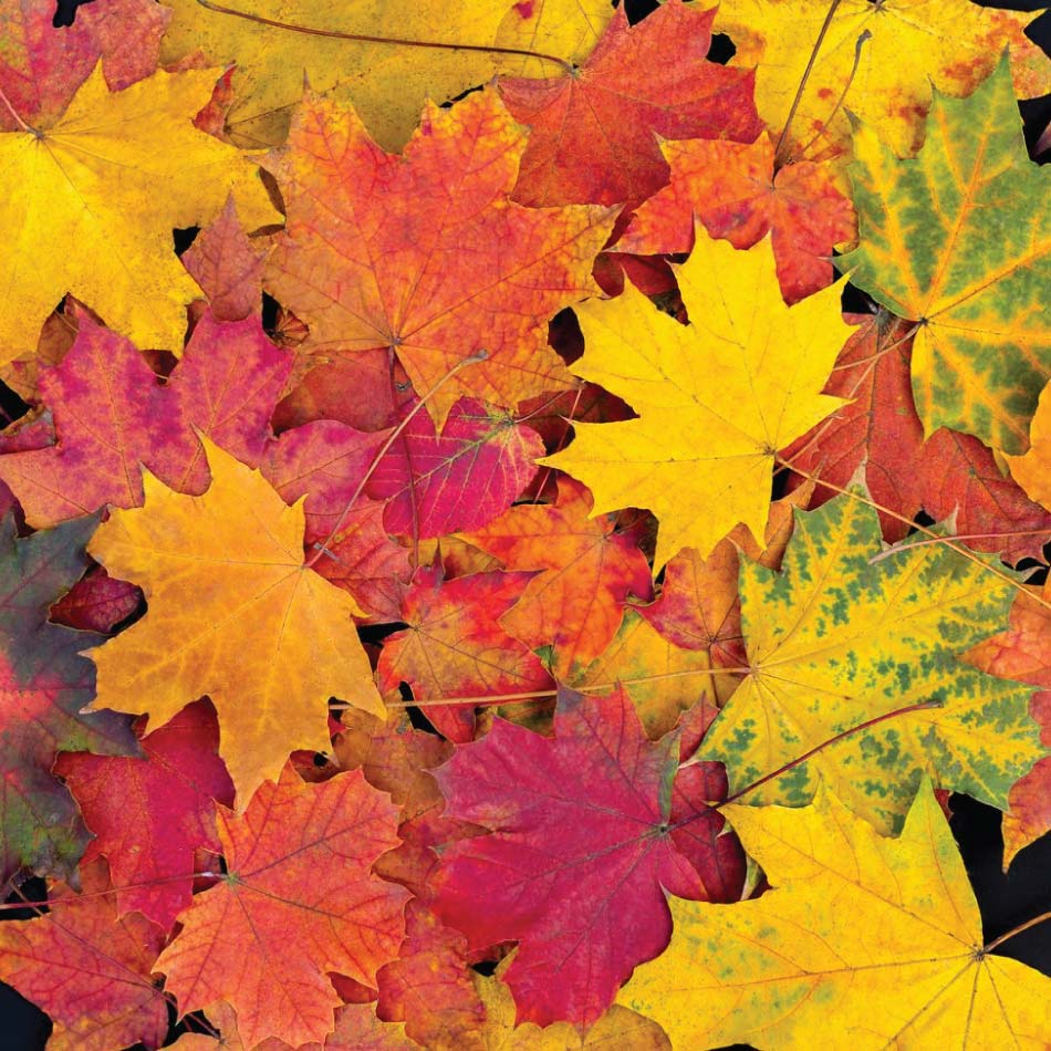 Red, orange and yellow fallen maple leaves.