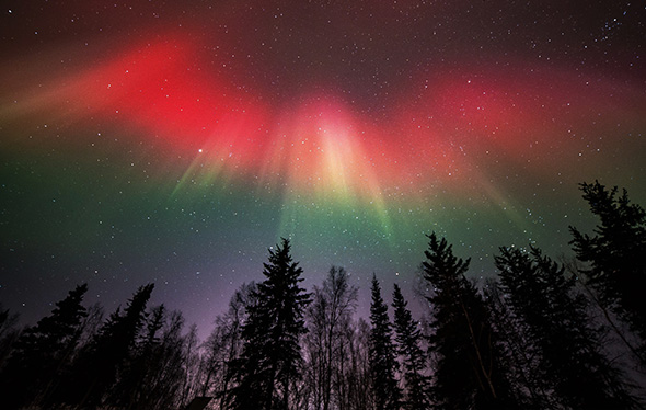 Northern lights over tree tops.