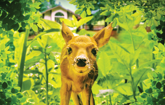 A fawn in the bush in front of a house.